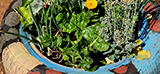 The food garden that was started at Ourief Primary School.