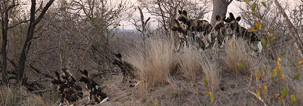 The iconic African wild dogs