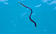 A yellow-bellied sea snake swimming.