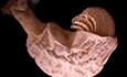 Sea snake-associated barnacles (<em>Octolasmis</em> sp.). Scale bar = 1 mm.