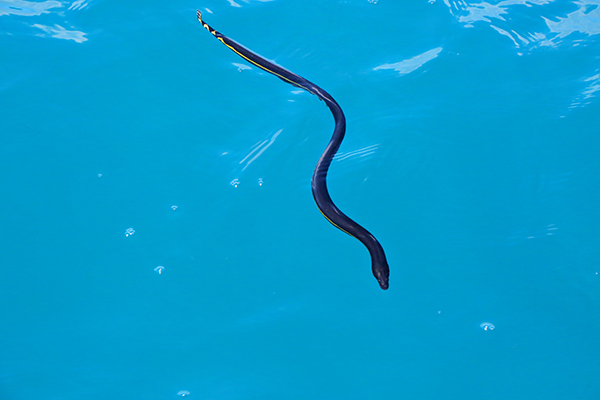 A yellow-bellied sea snake swimming.