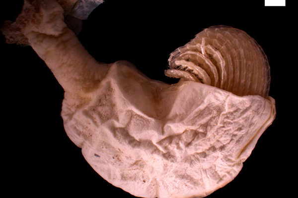 Sea snake-associated barnacles (Octolasmis sp.). Scale bar = 1 mm.