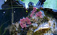 The red water fern growing along the Pongola River.