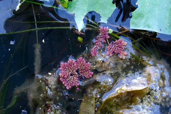 The red water fern growing along the Pongola River.