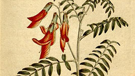immagine3